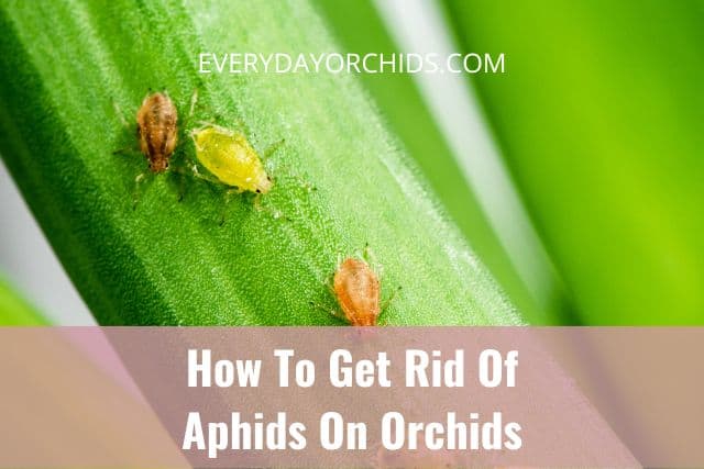 Aphids crawling on orchid 