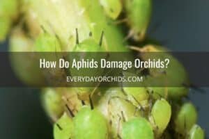 How To Get Rid Of Aphids On Orchids - Everyday Orchids