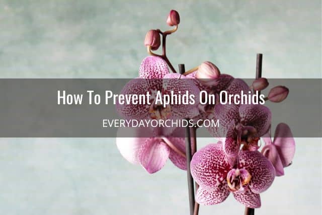 Pink orchids without aphids