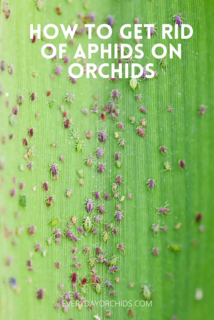 Aphids on a leaf