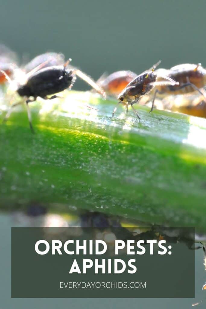 Aphids crawling along orchid stem