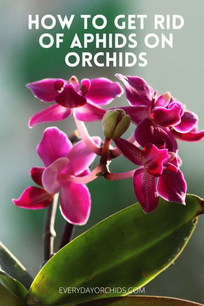 Pink orchid flowers without aphid infestation