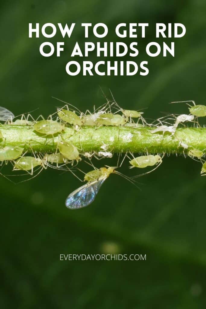 How To Get Rid Of Aphids On Orchids - Everyday Orchids