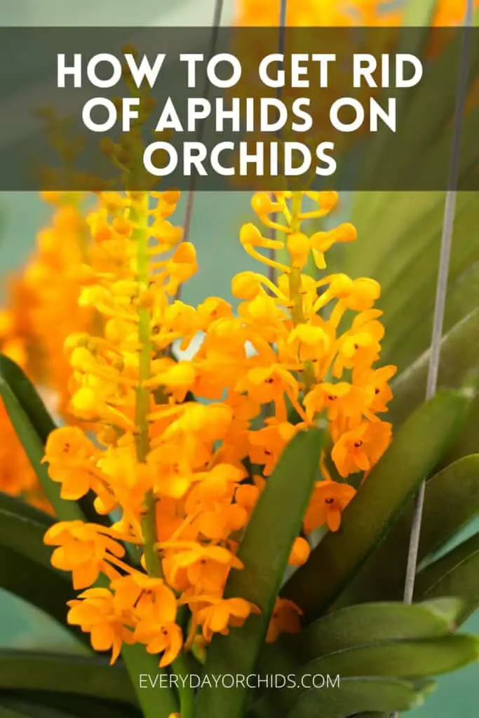 Yellow orange orchid flowers without aphids on orchids