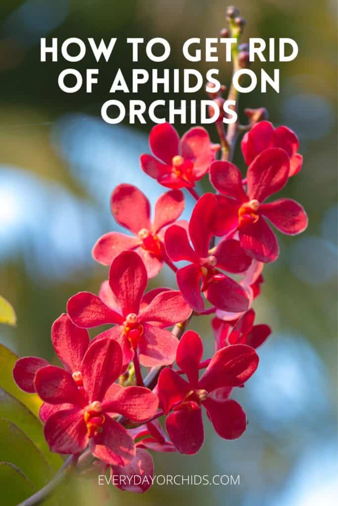 Red Vanda orchid flowers outdoors without any aphids