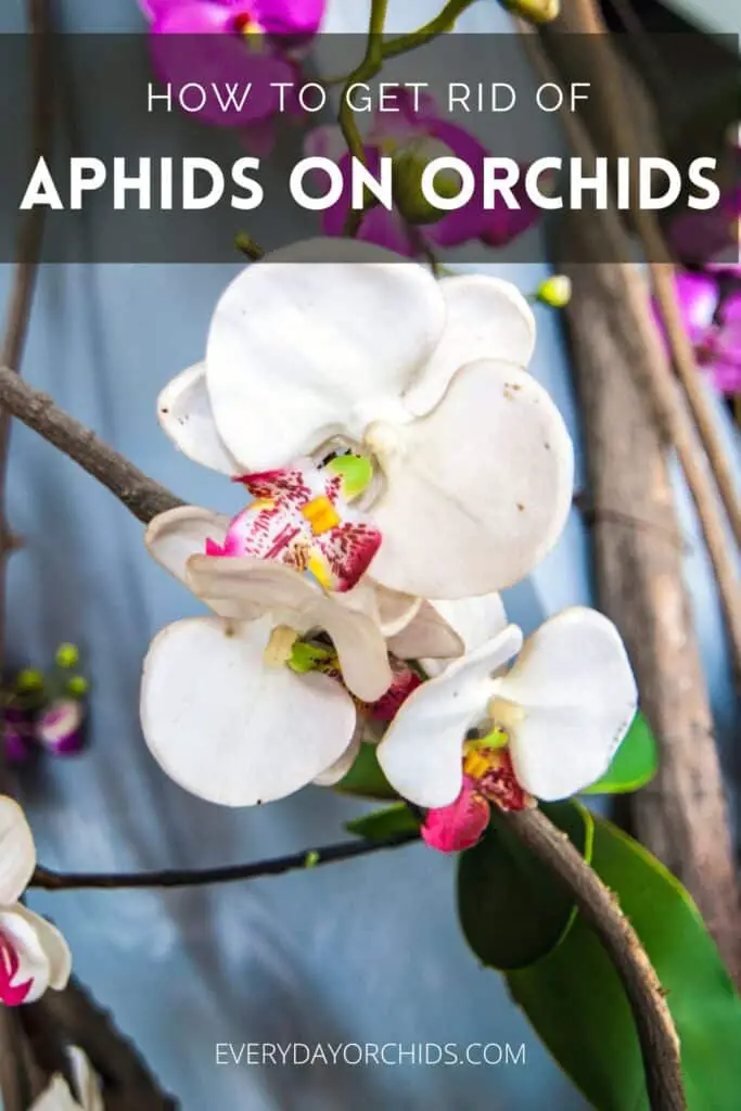 White orchids without any aphid pest