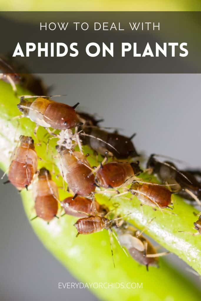 Aphids crawling on plant stem