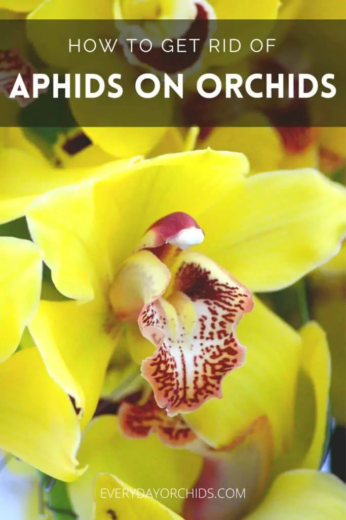 Yellow Cymbidium orchid flower without aphids