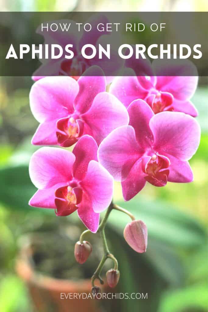 Pink orchids outdoors without aphids