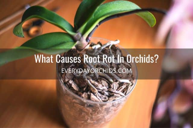 Orchid in pot with root rot