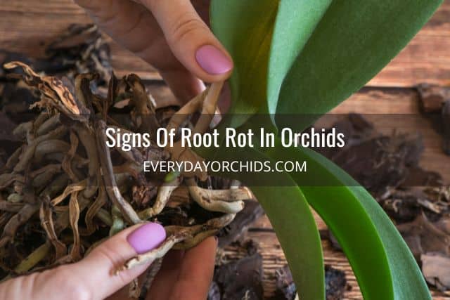 Person holding orchid, inspecting the roots for rot