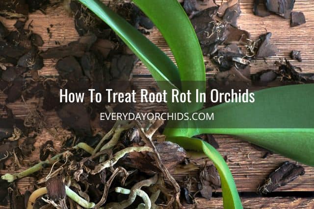 Unpotted orchid with root rot