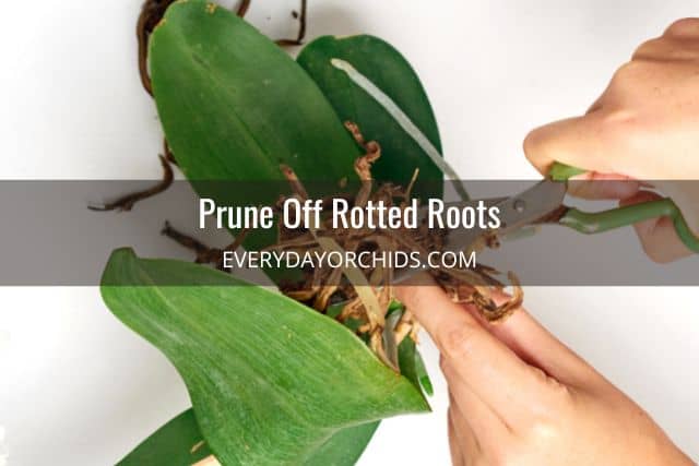 Person pruning off dead rotted roots