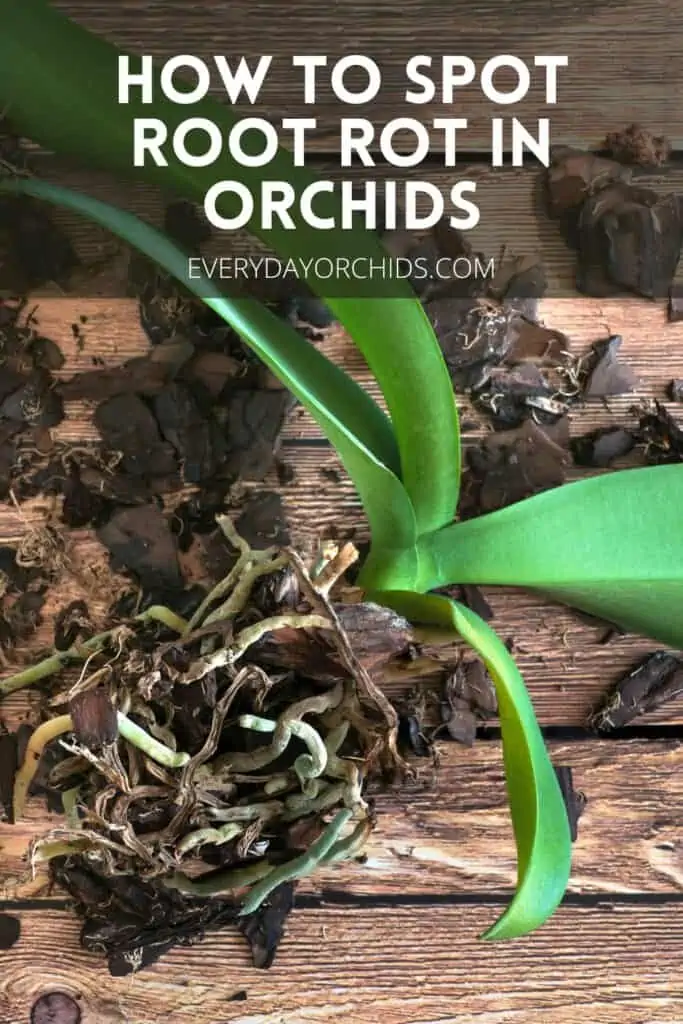 Unpotted orchid with root rot