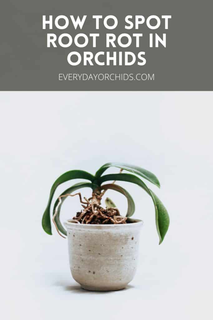 Orchid with drooping leaves