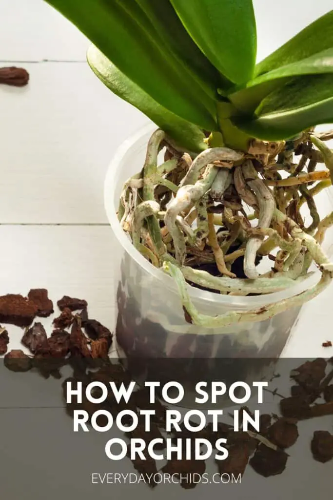 Orchid in clear plastic pot without potting media, roots visible