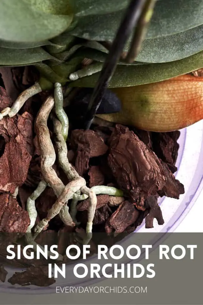 Close up of orchid roots in pot and yellow leaf