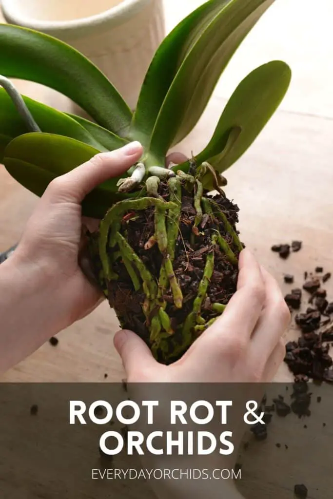 Person holding an orchid unpotted and inspecting the roots