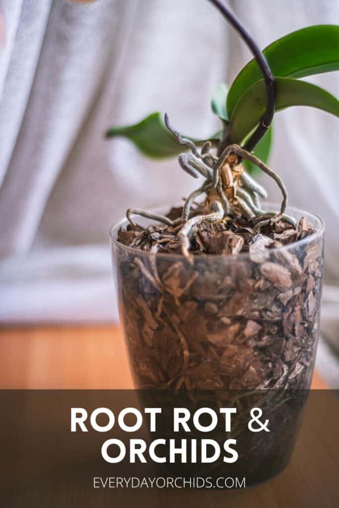 Orchid with root rot in pot with wilting leaves