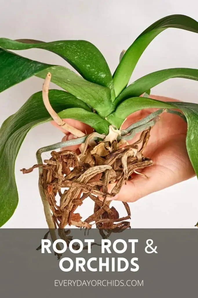 Person holding orchid with brown, dead roots