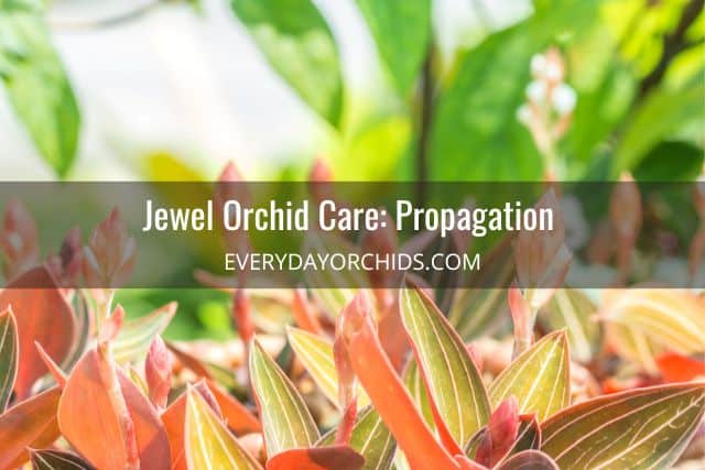 Jewel orchids outdoors