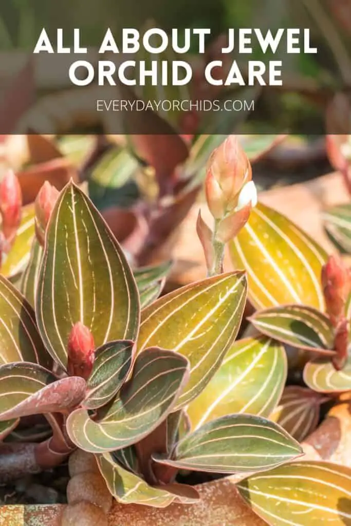 Jewel orchid leaves outdoors