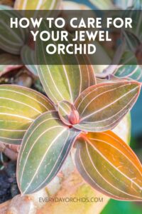 Jewel Orchid Care Guide - Everyday Orchids