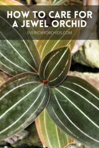 Jewel Orchid Care Guide - Everyday Orchids