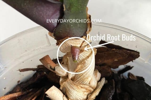 Orchid root bud that is red