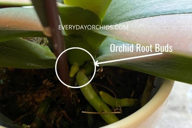 Orchid root bud in a Phalaenopsis orchid