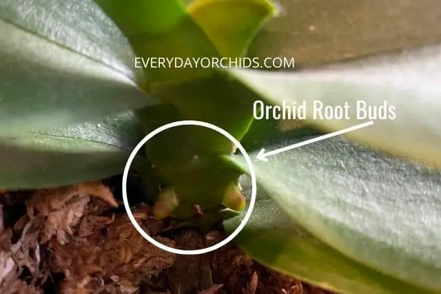 Orchid root buds in a Phalaenopsis orchid
