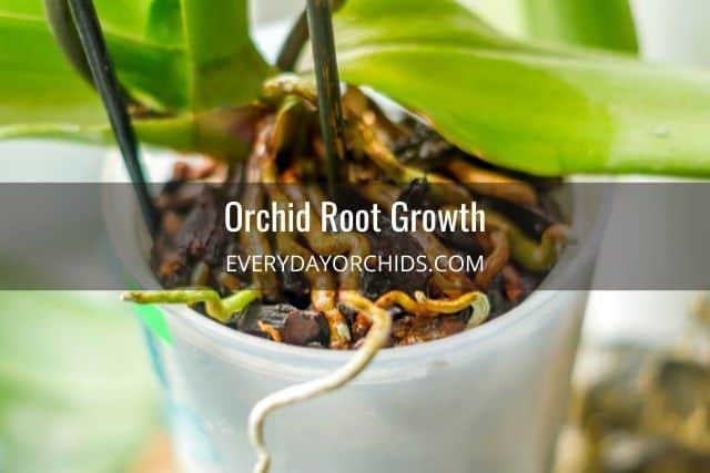 Phalaenopsis orchid roots
