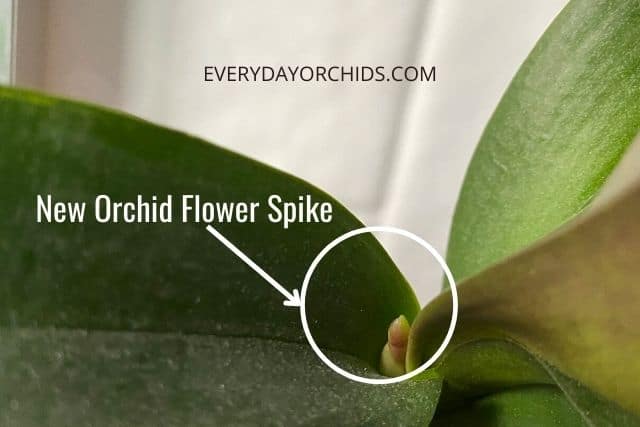 Terminal orchid spike emerging from Phalaenopsis orchid