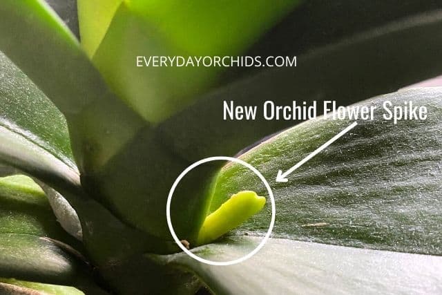 Orchids New Flower Spike Vs Root Everyday Orchids 