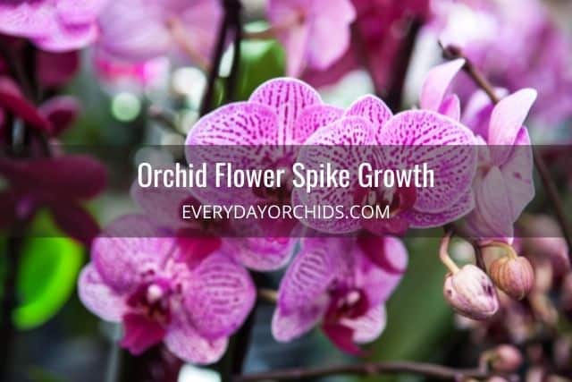 Pink orchid flowers outdoors