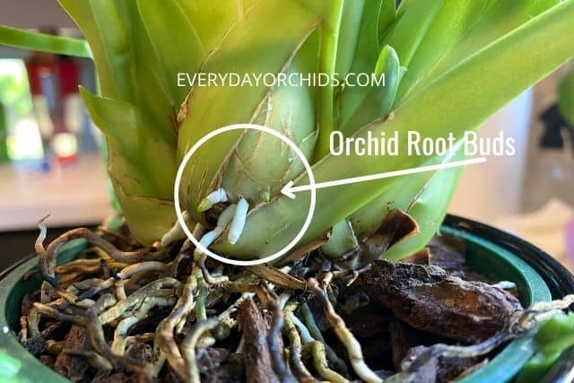 Oncidium orchid root buds
