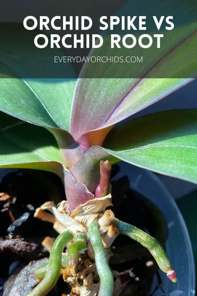 Red orchid flower spike