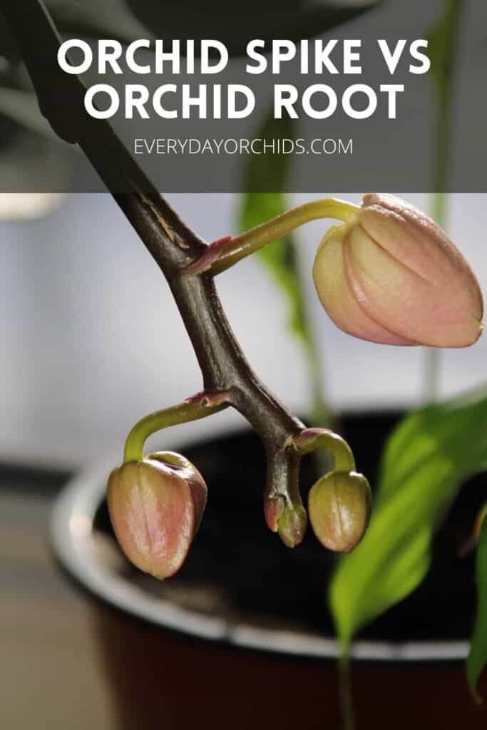 Close up of orchid flower buds