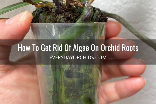 Person holding orchid pot with algae on roots and pot