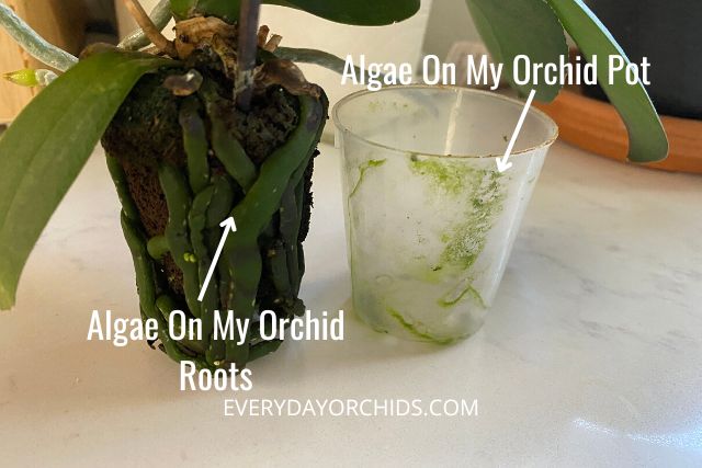 Unpotted orchid with algae on the roots and orchid pot