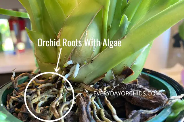 Close up of orchid roots with green algae on the top