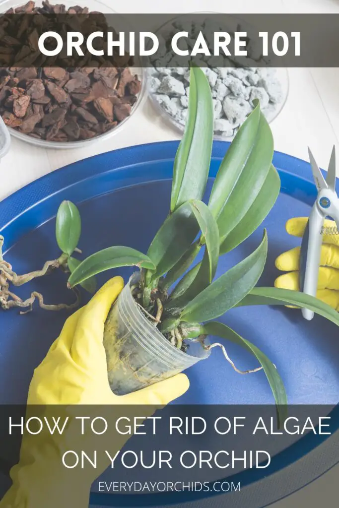 Person getting ready to prune an orchid plant