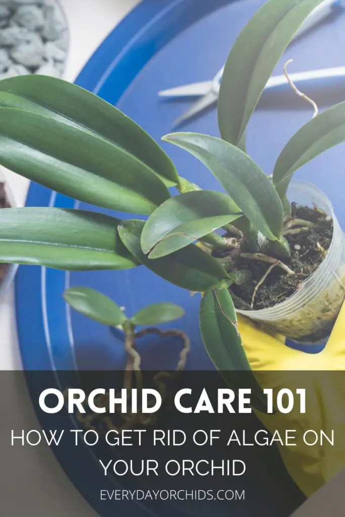 Person preparing to provide orchid care and get rid of algae from orchid