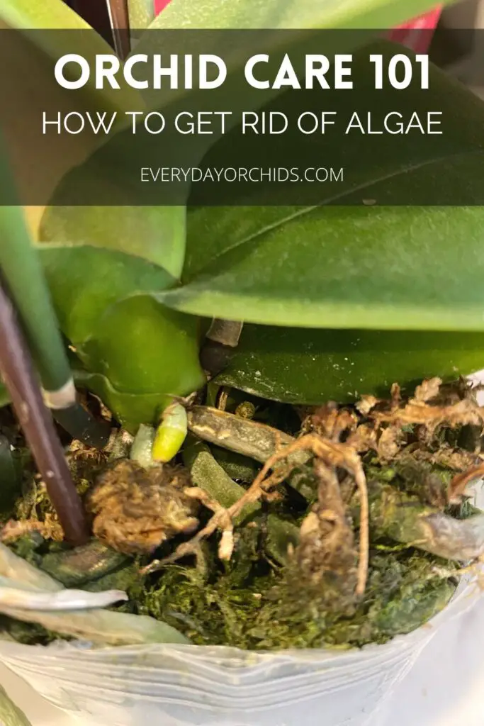 Potted orchid with algae on the sphagnum moss