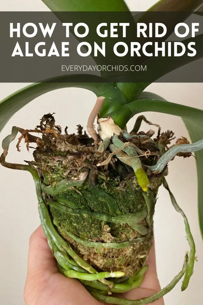 Person holding up unpotted orchid with algae on roots and potting media