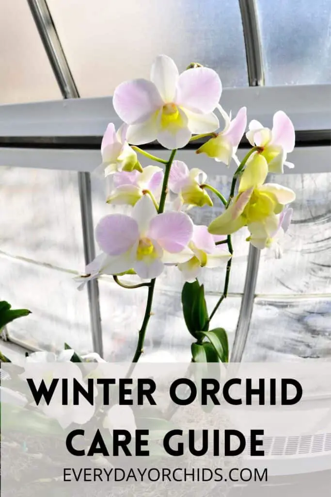 Pink potted orchid next to window during the winter