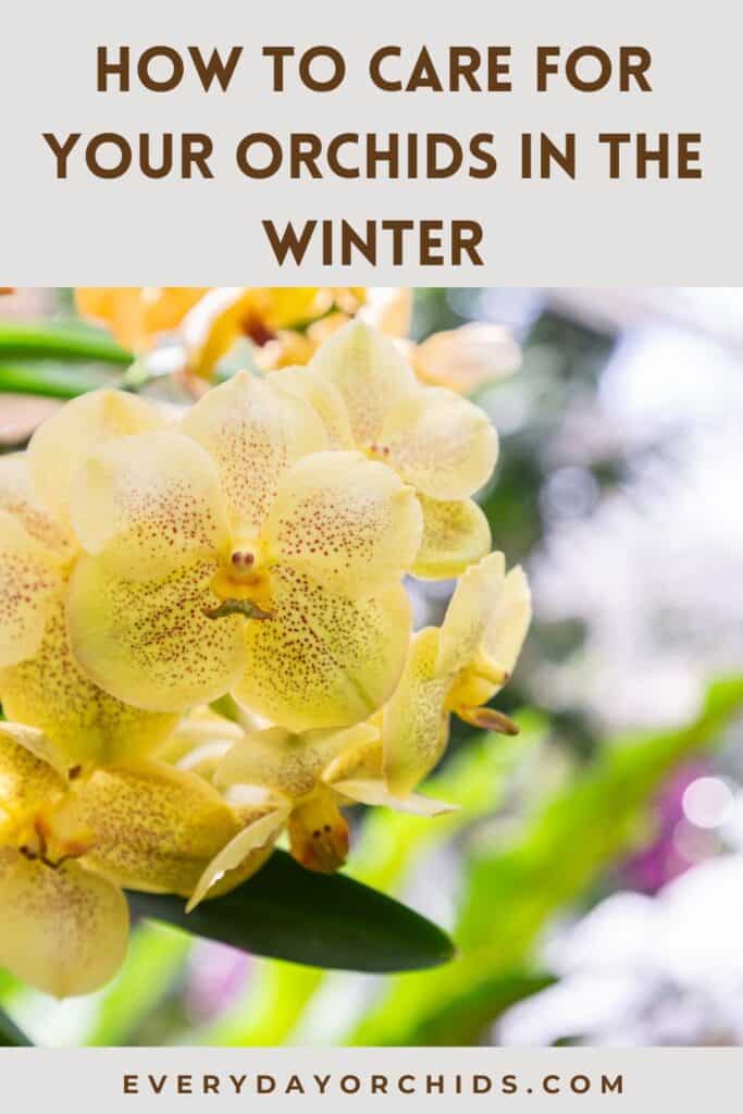 Yellow Vanda orchid outdoors