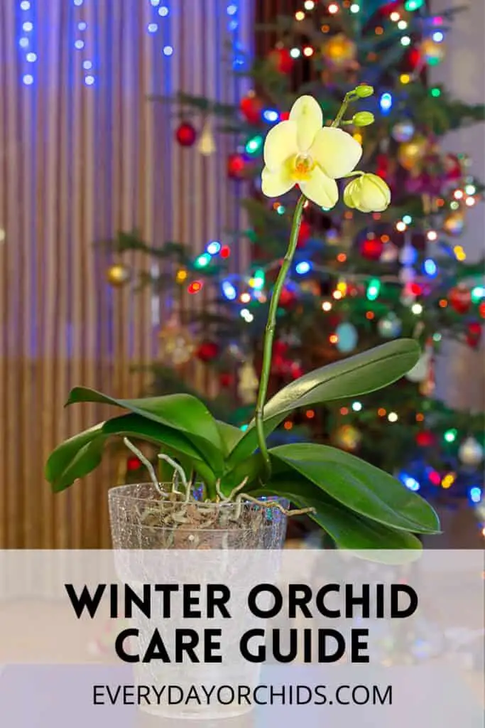 Potted orchid in front of Christmas tree in the winter