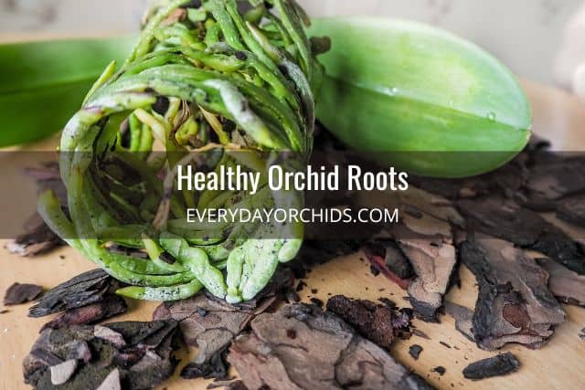 Healthy green orchid roots unpotted