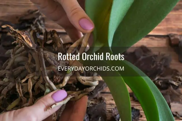 Person inspecting orchid roots with root rot